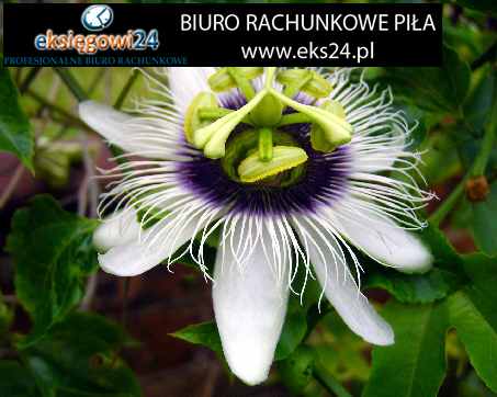 Piła dobra księgowa