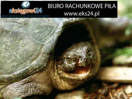 Piła usługi księgowe