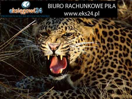 Pila biuro rachunkowe