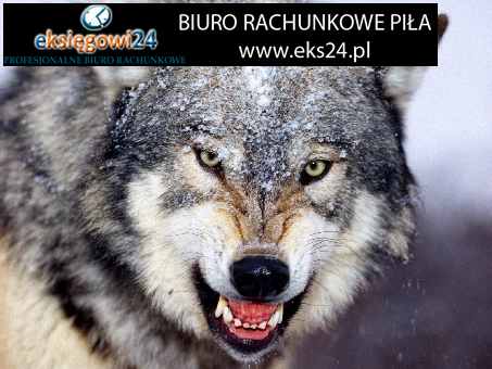 Pila biura rachunkowe cennik