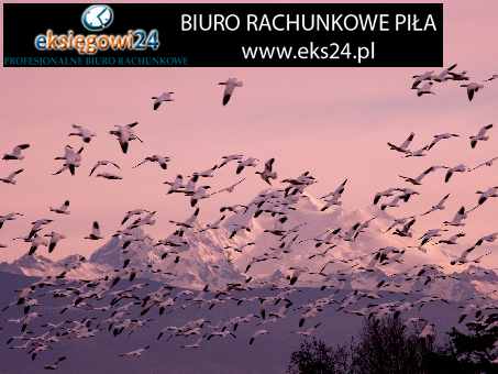 ksiegowy Pila cena