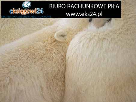 Pila biura rachunkowe
