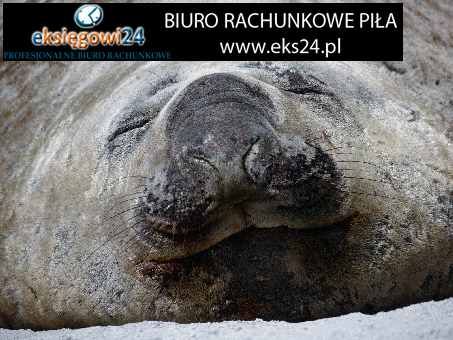 polecane biuro rachunkowe Piła