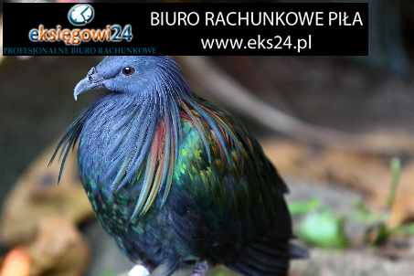 biuro podatkowe Pila