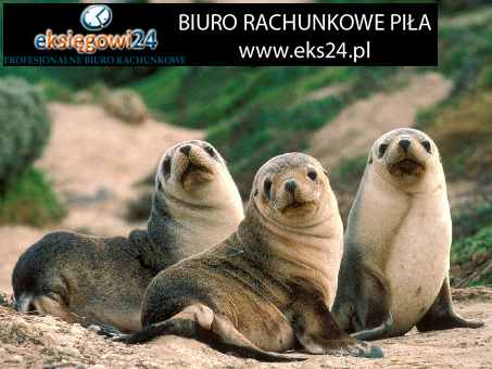 Pila biura rachunkowe