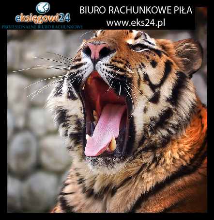 Pila biuro rachunkowe