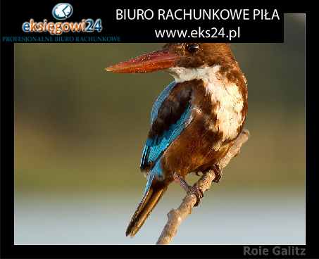 księgowe biuro rachunkowe Piła