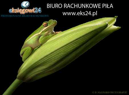 Pila biura rachunkowe