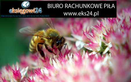 biuro Eks24 Piła