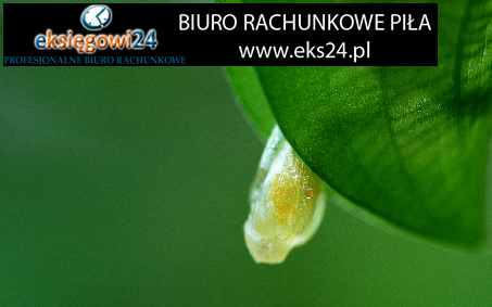 tapeta rasch winylowa