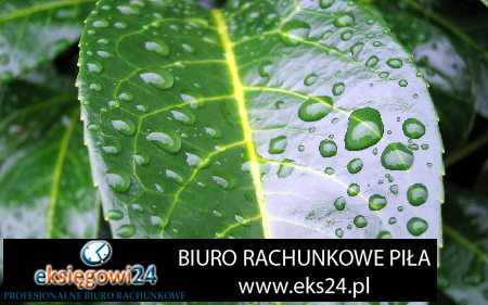 Pila biura rachunkowe