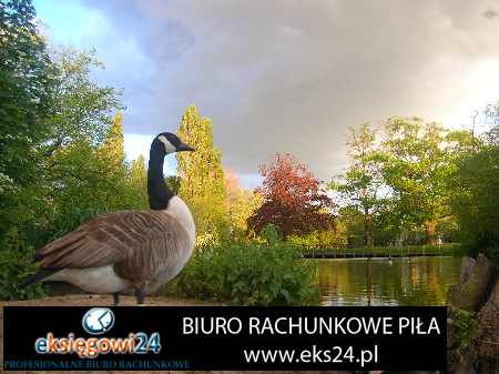 biuro księgowe Kaczory