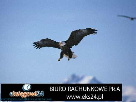 Pila biura rachunkowe cennik