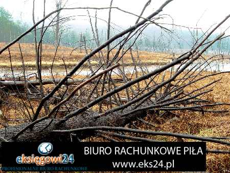 Kaczory biuro rachunkowe