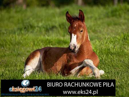 biura księgowe Piła