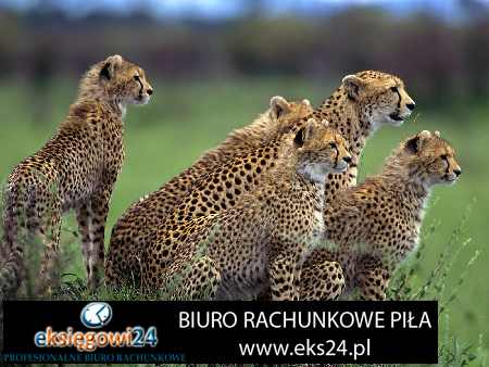 księgowy Jastrowie