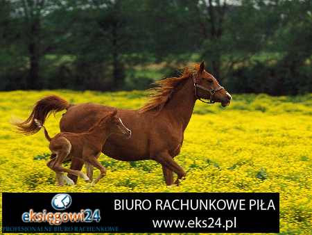 ekskluzywne tapety ścienne