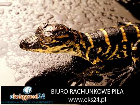 Piła biura rachunkowe