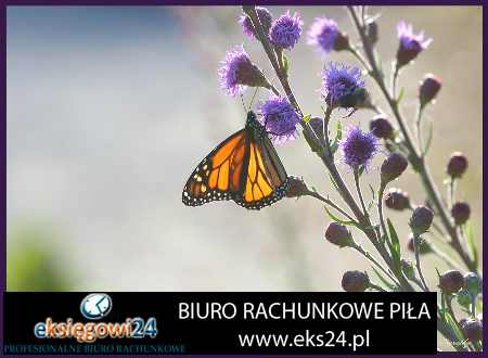 biuro podatkowe Czarnków