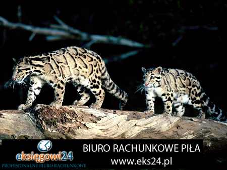 Pila biuro rachunkowe
