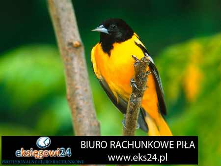 biura ksiegowe Pila