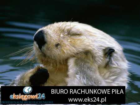 Biura rachunkowe Pila