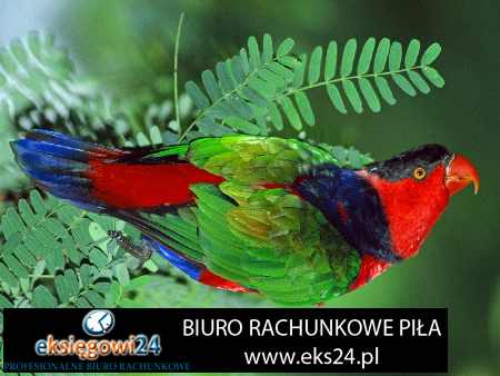 Biuro rachunkowe w Pile