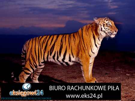 Biura rachunkowe w Pile