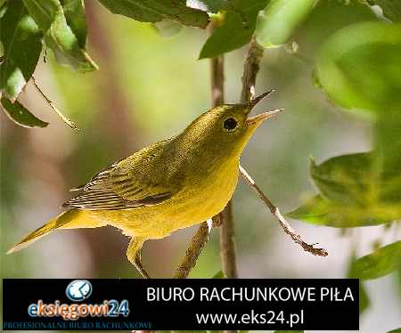 Biuro księgowe w Pile