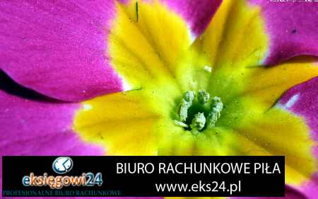 biura podatkowe Trzcianka