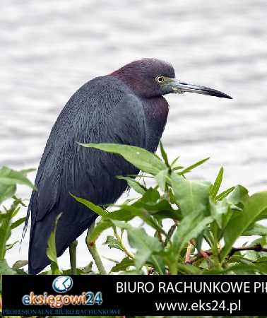 Piła biuro podatkowe