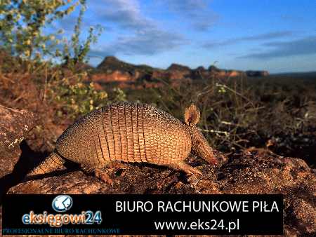 tapety ścienne modne