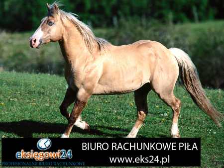 Pila biuro rachunkowe