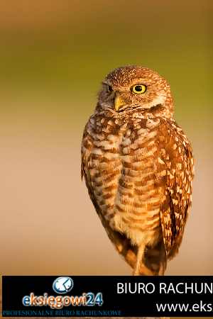 Piła usługi podatkowe