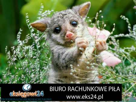 Biura rachunkowe w Pile