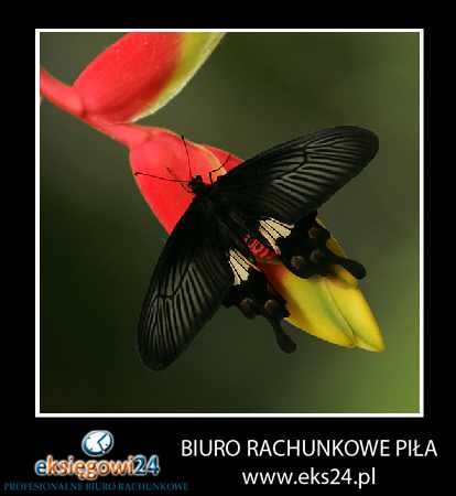 Piła biuro rachunkowe