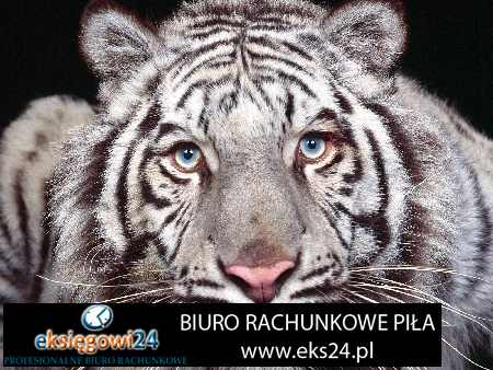 Piła biura rachunkowe