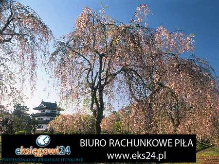 usługi rachunkowe Piła