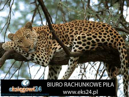 Piła biura rachunkowe