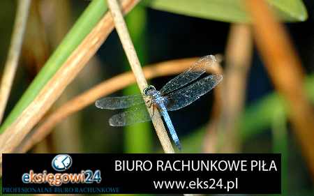 Pila biura rachunkowe
