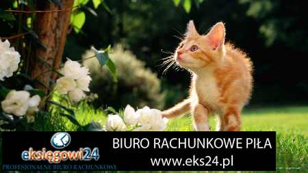 Piła usługi księgowe