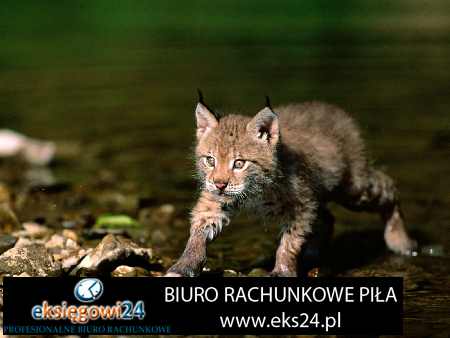 biura podatkowe cennik z Piły