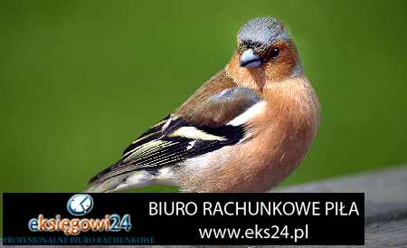 Biuro rachunkowe w Pile