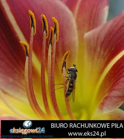 tani księgowy Piła