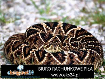 Piła biura podatkowe