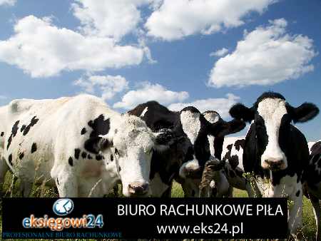 Piła biura rachunkowe