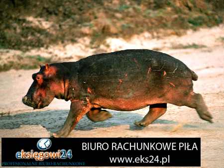 biuro podatkowe Piła