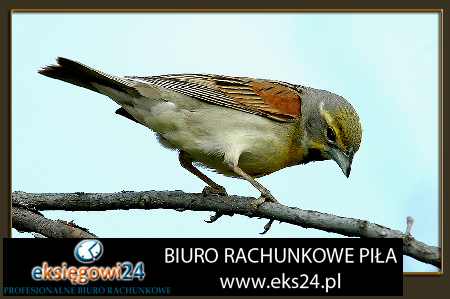 Piła biuro rachunkowe