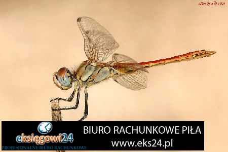 Pila biura rachunkowe