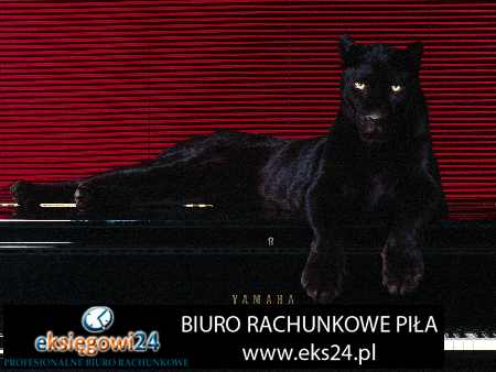 Pila biuro rachunkowe